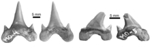 Dientes de megalolamna paradoxodon