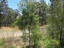 Habit near Newcastle Melaleuca styphelioides habit.jpg