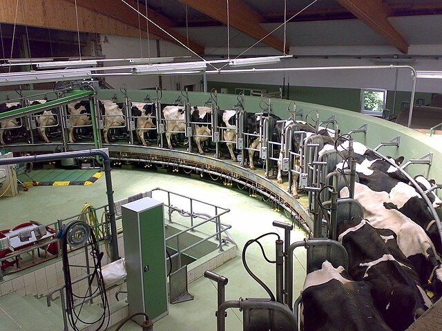 Ruang pemerahan berputar (rotary milking parlor) di fasilitas industri peternakan susu di Jerman