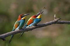 First place: European Bee-eater, Ariège, France. The female (in front) awaits the offering which the male will make. Pierre Dalous (User:Kookaburra 81)