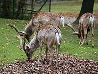 Mesopotamischer Damhirsch (Dama dama mesopotamica), Tierpark Hellabrunn, München