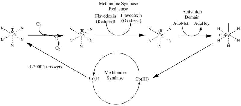 File:Methionine Synthase Reductase Pathway.png