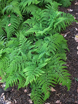 <i>Microlepia strigosa</i> Species of fern