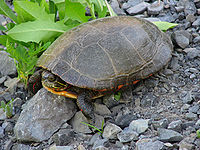 A western painted turtle sitting on rocky ground facing left with his head slightly retracted into his shell