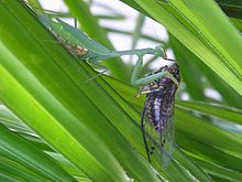 Miomantis, caffra, לאכול, a, ניו זילנדי, cicada.jpg