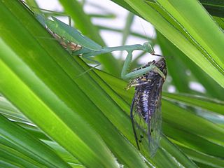 <i>Miomantis</i> Genus of praying mantises
