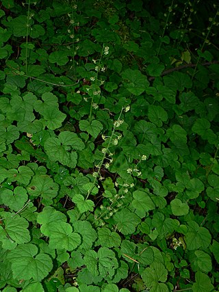 <i>Mitella</i> Genus of flowering plants in the family Saxifragaceae