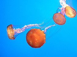 Monterey Aquarium Jellyfish.jpg