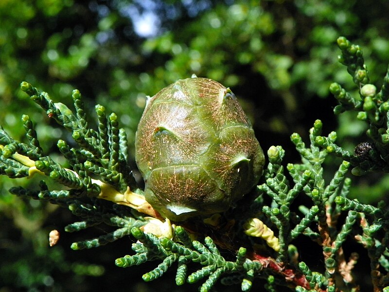 File:Monterey Cypress (Cupressus macrocarpa), seed cone (20047294145).jpg