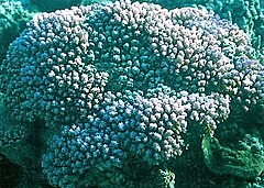 Description de l'image Montipora informis.jpg.