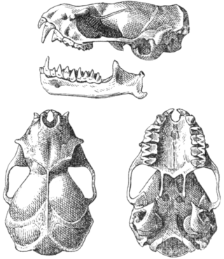 <span class="mw-page-title-main">Little goblin bat</span> Species of bat