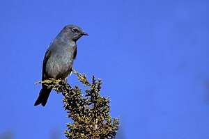 Mountain Bluebird