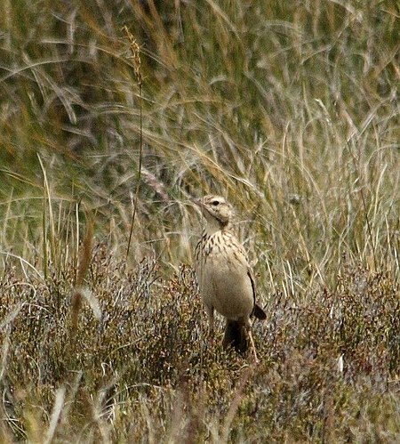 Mountain Pipit (Anthus hoeschi).jpg