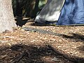 Goanna at one of the campsites