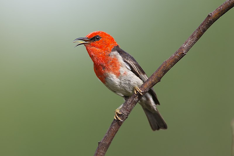 File:Myzomela sanguinolenta 1 - Windsor Downs Nature Reserve.jpg