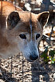 By age 7, the black muzzle begins to turn gray