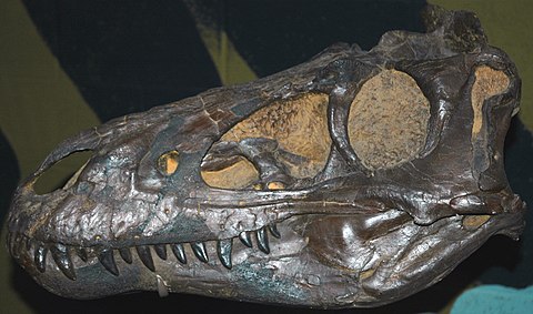 Skull of a juvenile Tyrannosaurus. Juveniles of megatheropods proposedly occupied mesocarnivoran ecological niche.