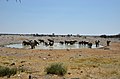 Napajedlo plné slonů v Okaukuejo, Etosha - Namibie - panoramio.jpg