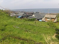 越前海岸の水仙畑 （下岬）※非開花期