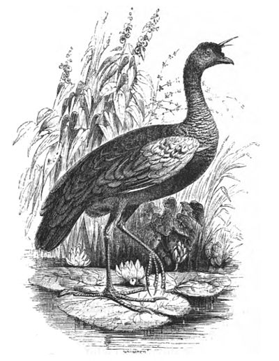 Horned Screamer