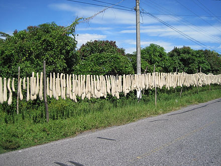 Natural sponge (Luffa aegyptiaca) drying in Monterrico