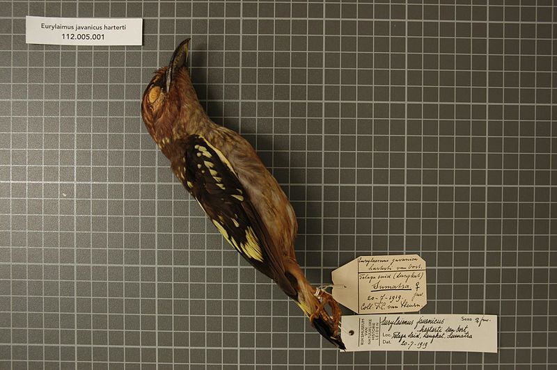 File:Naturalis Biodiversity Center - RMNH.AVES.26022 1 - Eurylaimus javanicus harterti van Oort, 1909 - Eurylaimidae - bird skin specimen.jpeg