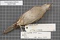 Naturalis Biodiversity Center - RMNH.AVES.54743 2 - Cincloramphus mathewsi Iredale, 1911 - Sylviidae - bird skin specimen.jpeg