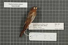 Naturalis Biodiversity Center - RMNH.AVES.99812 1 - Stachyris plateni plateni (Blasius, 1890) - Timaliidae - bird skin specimen.jpeg