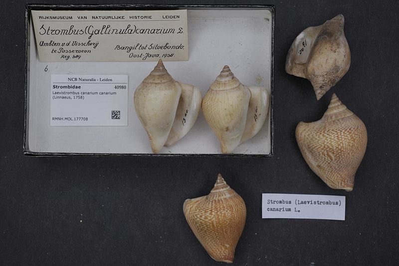 File:Naturalis Biodiversity Center - RMNH.MOL.177708 - Laevistrombus canarium canarium (Linnaeus, 1758) - Strombidae - Mollusc shell.jpeg