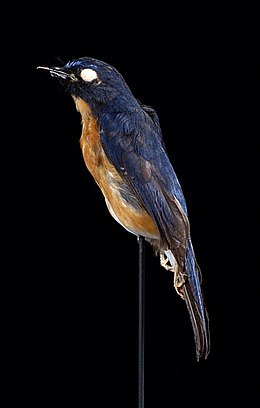 Naturalis Biodiversity Center - ZMA.AVES.14151 1 LAT - Cyornis caerulatus albiventer Junge, 1933 - Muscicapidae - skin - preserved specimen.jpeg