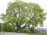 1 Norway maple