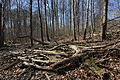 Naturschutzgebiet Kirchderner Wald 02.JPG