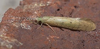 White millers, Nectopsyche Nectopsyche P1290113a.jpg