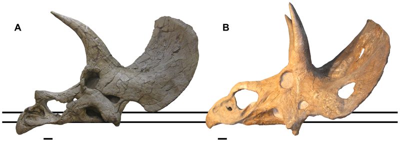 File:Nedoceratops skull, PLoS ONE.png