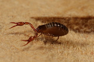 <i>Neobisium carcinoides</i> Species of pseudoscorpion