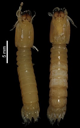 Neogonodactylus minutus