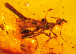 July 7: the parasitoid wasp Electrostephanus petiolatus Brues of family Stephanidae