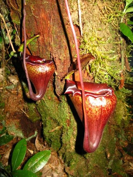 File:Nepenthes flava12.jpg