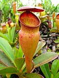 Thumbnail for Nepenthes pervillei