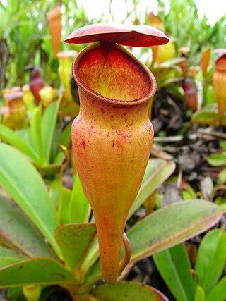 <i>Nepenthes pervillei</i> Species of pitcher plant from the Seychelles