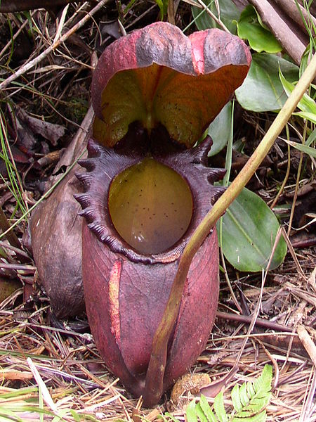 File:Nepenthes rajah.jpg