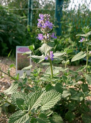 Nepeta faassenii6.jpg