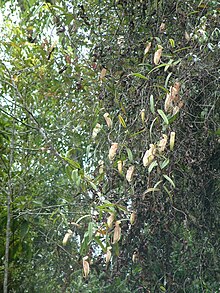 A climbing plant in high forest Nepglabrata1.jpg
