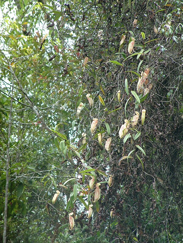 A climbing plant in high forest