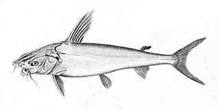 <i>Netuma</i> Genus of fishes