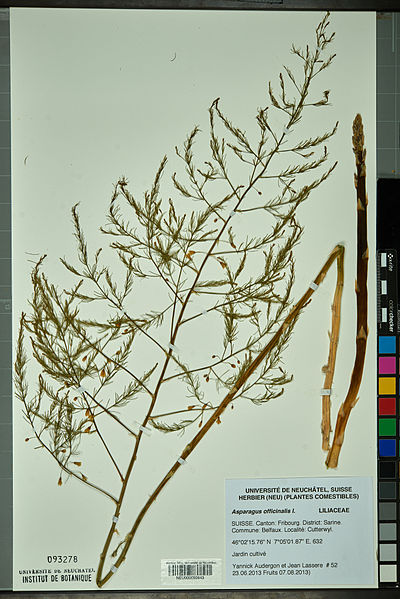 File:Neuchâtel Herbarium - Asparagus officinalis - NEU000092643.jpg