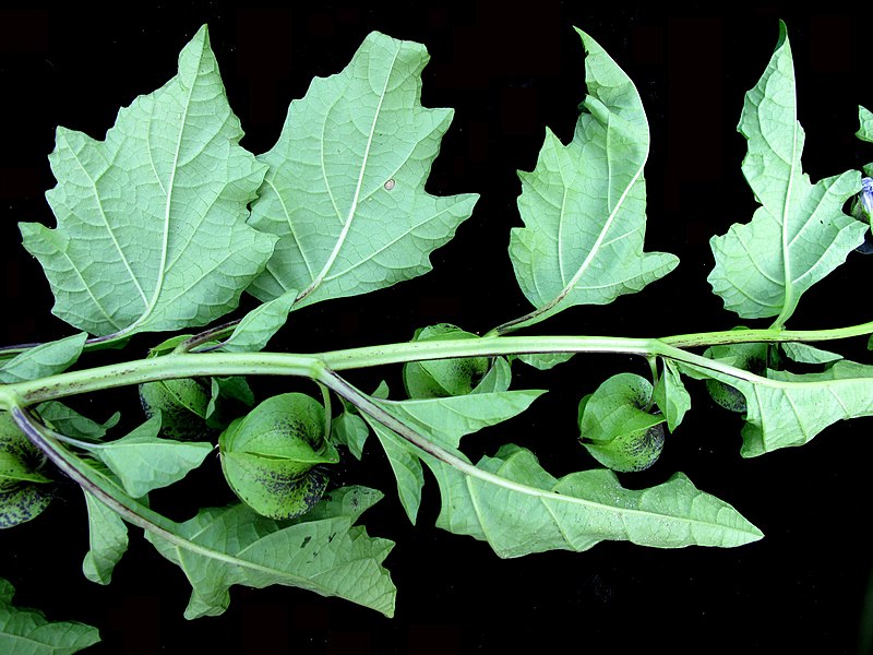 File:Nicandra physalodes 15-p.bot-nicand.physa-046.jpg