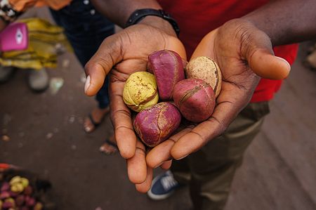 Kacang kola