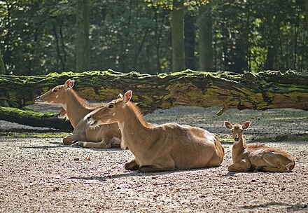 A group of nilgai resting