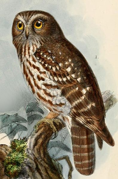 File:Ninox boobook fusca Keulemans.jpg